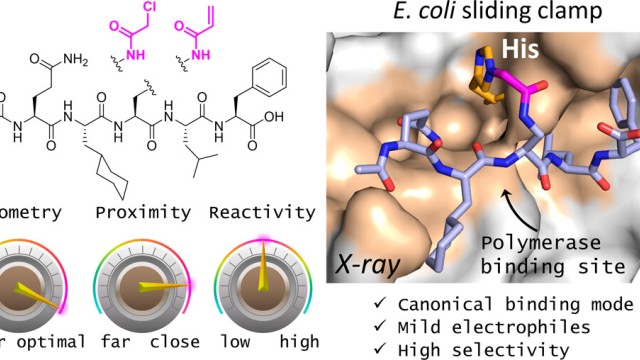 Image Peptide-Based Covalent Inhibitors Bearing Mild Electrophiles to Target a Conserved His Residue of the Bacterial Sliding Clamp