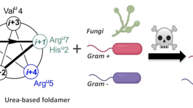 Image Design of Oligourea-Based Foldamers with Antibacterial and Antifungal Activities