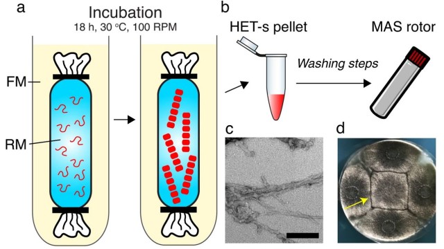 Image Cell-free synthesis of amyloid fibrils with infectious properties and amenable to sub-milligram magic-angle spinning NMR analysis
