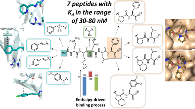 Image Iterative Structure-Based Optimization of Short Peptides Targeting the Bacterial Sliding Clamp