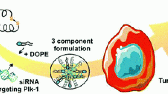 Image Delivery of siRNA by tailored cell-penetrating urea-based foldamers