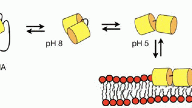 Image Characterization of the DNA and Membrane Interactions of a Bioreducible Cell-Penetrating Foldamer in its Monomeric and Dimeric Form