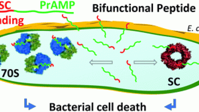 Image Antibacterial activity of a dual peptide targeting the Escherichia coli sliding clamp and the ribosome