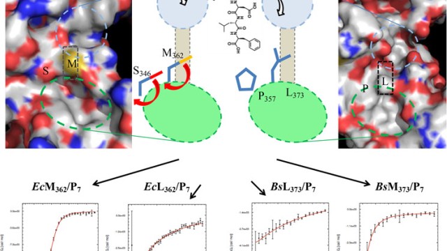 Image Interaction of a Model Peptide on Gram Negative and Gram Positive Bacterial Sliding Clamps
