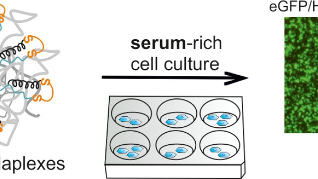 Image Hybrid Cell-Penetrating Foldamer with Superior Intracellular Delivery Properties and Serum Stability