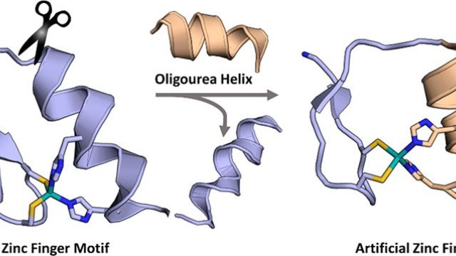 Image Design and Structure Determination of a Composite Zinc Finger Containing a Nonpeptide Foldamer Helical Domain