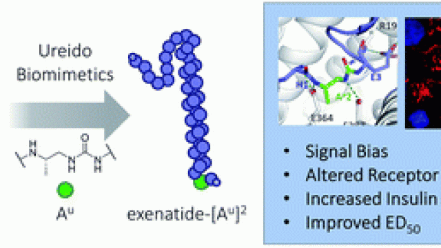 Image Ureidopeptide GLP-1 analogues with prolonged activity in vivo via signal bias and altered receptor trafficking