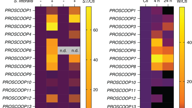 Image The MIK2/SCOOP Signaling System Contributes to Arabidopsis Resistance Against Herbivory by Modulating Jasmonate and Indole Glucosinolate Biosynthesis