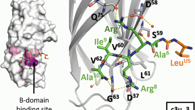 Image Unexpected binding modes of inhibitors to the histone chaperone ASF1 revealed by a foldamer scanning approach