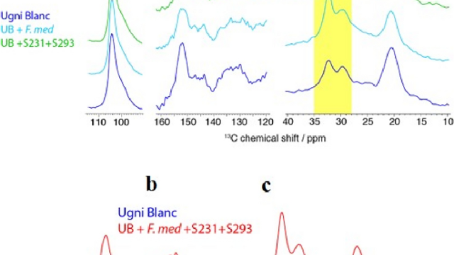 Image Two Paenibacillus spp. strains promote grapevine wood degradation by the fungus Fomitiporia mediterranea: from degradation experiments to genome analyses