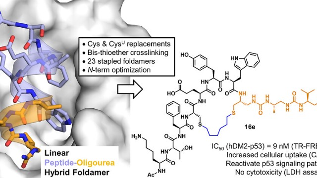 Image Cell-Permeable Peptide Inhibitors of the p53-hDM2 Interaction via Foldamer Helix Mimicry and Bis-Thioether Stapling