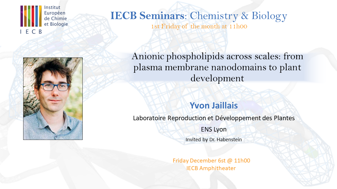 IECB Seminar Series : "Anionic phospholipids across scales: from plasma membrane nanodomains to plant development"  Yvon Jaillais