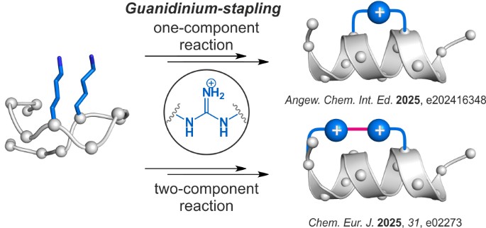 For the first time Guanidinium‐Stapled Helical Peptides for Targeting Protein‐Protein Interactions