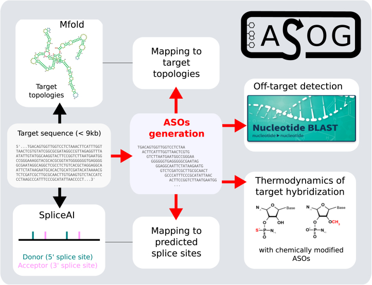 Un outil pour concevoir des oligonucléotides antisens !